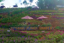 Zinnia is a genus of plants of the sunflower tribe within the daisy family. Narisakti Nyasar Sampai Kutabawa Flower Garden