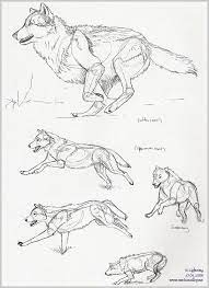 Materials used in this video. Wolf Pen Sketches By Blayrd On Deviantart Animal Drawings Wolf Drawing Animal Sketches