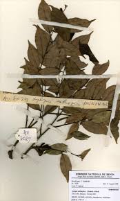 Image result for Diplolophium africanum