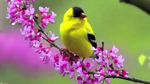 Maybe you would like to learn more about one of these? Beautiful Bird And Flower Wallpapers Top Free Beautiful Bird And Flower Backgrounds Wallpaperaccess