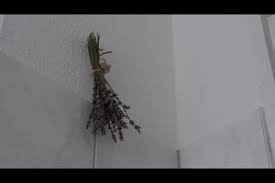 Doch trotzdem sind spinnen nützliche tiere. Hausmittel Gegen Spinnen Erfolgreich Einsetzen