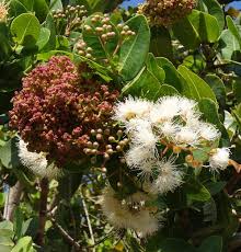 Image result for Syzygium cordatum