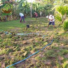 Jual rumput sintetis jepang, swiss, golf ,mini golf,dan futsall. Jual Aneka Jenis Rumput Taman Murah Di Surabaya Garden Style Jasa Taman