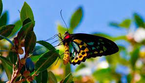 Significado De Las Mariposas Cultura Colores Y Mas