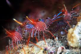 Aquarium Depot Saltwater Fish Tanks Salt Water Fish Fish Pet