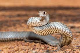 10 Most Venomous Snakes In The World 10 Most Today Snake Venom Snake Pit Viper