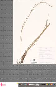 Image result for Andropogon festuciformis