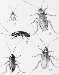 Cockroach Wikipedia