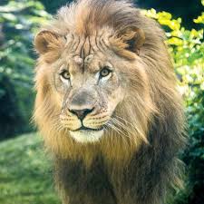 African Lion: Habitat, Diet, Conservation, Fun Facts – Philadelphia Zoo