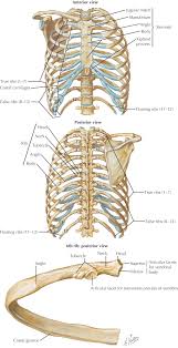 The nomenclature of the costal veins is the same as the arteries. 22 Introduction To The Upper Limb Back Thorax And Abdomen Pocket Dentistry