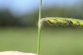 Image result for Urochloa eminii