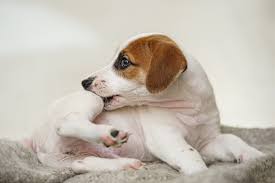 Get into the habit of checking your pet's skin monthly. Tick Or Skin Tag How To Know What S On Your Dog Treatment