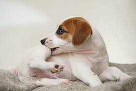 Infection by pappiloma virus leads to the growth of warts around the lips and on the eyelids. Tick Or Skin Tag How To Know What S On Your Dog Treatment