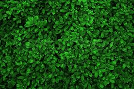 Download free leaf png images. Green Leaves Background Real Photo Big Stock Image Colourbox