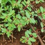 Image result for Euphorbia inaequilatera