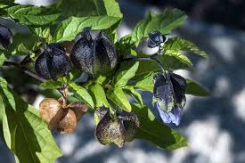 Image result for Nicandra