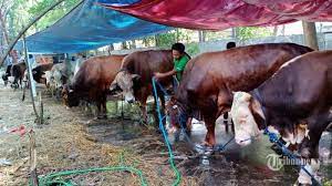 Https M Tribunnews Com Haji 2021 03 10 Vaksinasi Dan Ibadah Haji 2021 Belum Ada Kejelasan Menag Tunggu Informasi Resmi Dari Arab Saudi Https Cdn 2 Tstatic Net Tribunnews Foto Bank Images Haji 2020 Di Arab Saudi 1 Jpg Di Tengah Pandemi Corona