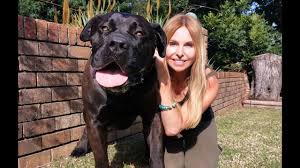 Lion's den boerboels offers import pups i no longer breed. The Boerboel Lion Dog Most Powerful Mastiff In South Africa Youtube