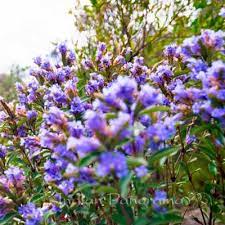 These bluish purple flowers have a brighter color in comparison to the english lavender. Blooming Season Of Kurinji Kodaikanal Indian Panorama