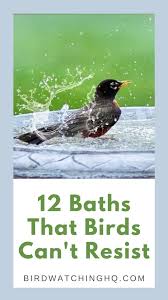 Different Birds And Their Meanings 12 Best Bird Baths To Consider In 2020 I Own 5 Bird Watching Hq In 2020 Backyard Birds Watching Backyard Birds Sanctuary Attract Wild Birds
