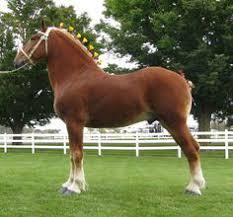 Belgian draft horses are a strong member of the draft horse breed. 17 Belgian Draught Brabant Ideas Show Horse Draft Horses Brabant Horse