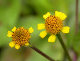 Image result for Acmella