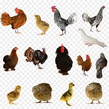 Jadi gambar tersebut tidak hanya sekedar menghibur tetapi juga memberikan motivasi dan inspirasi kehidupan kamu. Farmer Cartoon Png Download 900 900 Free Transparent Bird Png Download Cleanpng Kisspng