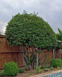 Wax Myrtle Ornamental Trees Pool Landscaping Myrtle Tree