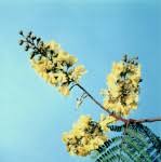 Image result for Peltophorum africanum