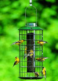 In the landscape it forms a thick shrub. 5 Ways To Make Your Backyard Attractive To Birds Backyard Chirper