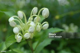 Image result for Clerodendrum incisum