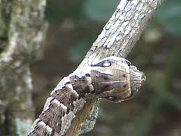 Check spelling or type a new query. Lagarta Que Imita Cobra Caterpillar Mimics Snake Youtube