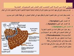 الإنتشـــــار تعريف بأنها محصلة حركة الجزيئات من منطقة طاقتها الحرة عالية منطقة التركيز العالي إلى منطقة طاقتها الحرة منخفضة منطقة التركيز المنخفض Ppt Download