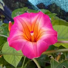 Image result for Stictocardia beraviensis