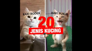 Kucing gebu ini duta tak rasmi thailand comel macam bujibu. 20 Jenis Kucing Di Dunia Youtube