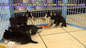 Here at labradoodles of montana, all puppies are chosen according to order of deposit. Siberian Husky Puppies For Sale In Billings Montana Mt Missoula Great Falls Bozeman Youtube