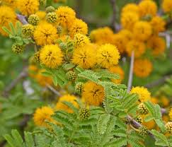 Image result for Acacia farnesiana