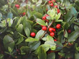Image result for Ardisia staudtii