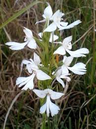 Image result for Habenaria arenaria