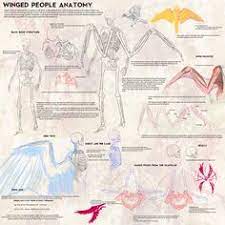 Winged People Skeletal Anatomy By Blue Hearts On Deviantart Wings Drawing Winged People Wings