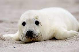 Ohrenlose robbe natur robbenschutzgebiet, seal ocean, ohrlose dichtung, seehund, säugetier png. Kegelrobbe Der Tier Steckbrief Im Tierlexikon Geolino