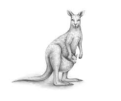 How To Draw A Kangaroo Design Psdtuts Kangaroo Drawing Kangaroo Art Realistic Animal Drawings