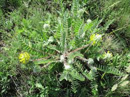 Image result for Dichilus reflexus