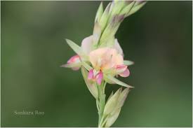 Image result for Alysicarpus glumaceus