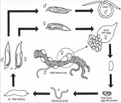 Check spelling or type a new query. Diagram Of The Life Cycle Of The Root Knot Nematode Meloidogyne Spps Download Scientific Diagram
