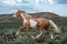 There before me was a band of healthy looking wild mustang horses and foals. Wild Horses Of Sand Wash Basin In Northwest Colorado