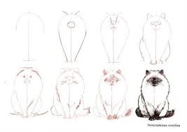 risovanie krasivogo porodistogo kota simple cat drawing cat drawing tutorial drawings