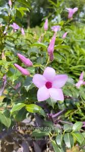 Image result for Cryptostegia grandiflora