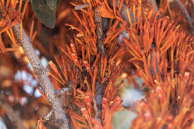 Image result for Phragmanthera cornetii