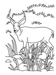 Find high quality pronghorn coloring page, all coloring page images can be downloaded for free for personal 1239x1755 antelope animal coloring pages awesome pronghorn antelope coloring. 23 Antelope Ideas Antelope African Animals Animals Wild